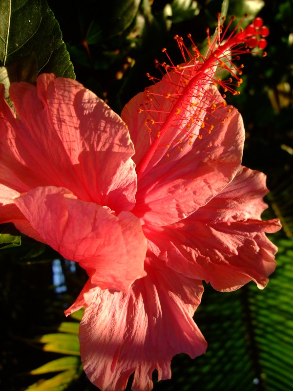 Mauritius 2010 - 0213 